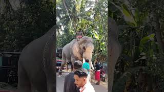 ആന കേരളത്തിന്റെ രാജാവ് ഏകചത്രാധിപതി തെച്ചിക്കോട്ടുകാവ് രാമചന്ദ്രൻ #thechikottukavu_ramachandran