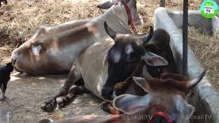 உம்பளச்சேரி நாட்டுமாடு | umbalacheri cow in tamil | Naatu maadu A1 vs A2 Milk