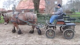 Trekpaard mennen eerste keer met Rowena en Laura