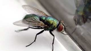 how to get rid of fruit flies in your kitchen