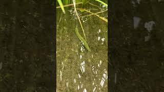 泳ぐヒル　タガメ　ガサガサタイムズ　Giant water bug / Kirkaldyia deyrolli 　絶滅危惧II類 (VU)（環境省レッドリスト）　#shorts