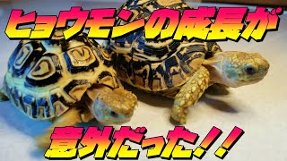 大食いのヒョウモンガメの成長スピードが意外だった‼ ヒョウモンリクガメ Leopard tortoise