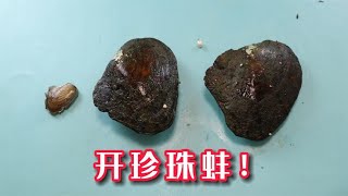 花50块钱买了两个8年超大珍珠蚌，竟然开出了很多个，真的值钱吗？【半生开箱】