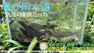 【ガサガサ】真夏の水路にいる美しい魚達を取材してもらいました！