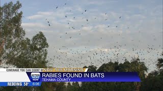 Tehama County warns: Rabid bats discovered in 2 Red Bluff areas