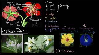 Floral formula | Plant kingdom | Biology class 11 | Khan Academy