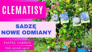 Clematisy - sadzę nowe odmiany #clematis #ogród @PastelGardenPL