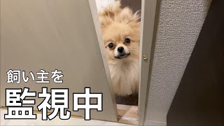 構って欲しくて洗面所を覗く愛犬がこちらです【ポメラニアン】