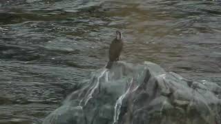 カワウ　荒川　埼玉県大里郡寄居町