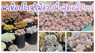 Succulent Shopping ❤️ ร้านขายไม้อวบน้ำ กุหลาบหิน สุดอลังการ #54