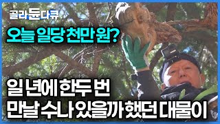 지금 내 눈앞에 있다, 한 손에 들기도 어려운 사이즈 뭐길래 이렇게 비쌀까｜버섯 채취｜극한직업｜#골라듄다큐