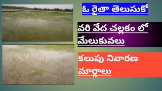 వరి వేద చల్లే పద్దతిలో మేలుకువలు