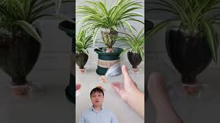 Cách làm cốc uống nước🍷 hoặc trồng hoa🌱 từ chai nhựa #shorts