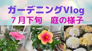 🌹【ガーデニング日記】７月下旬　の庭の様子