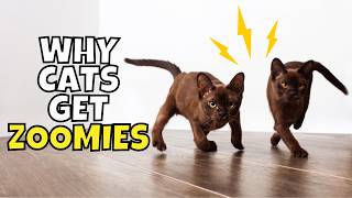 Why Your Cat Gets 'The Zoomies' (You Might be Surprised!)