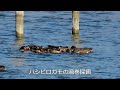 ミコアイサ、ハシビロガモ