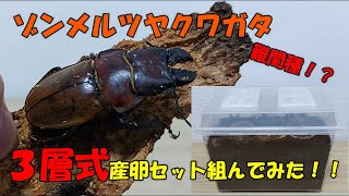 【爆産なるか？】難関種と呼ばれるツヤクワガタの３層式産卵セットを組んでみた！！【カブトムシ・クワガタ】