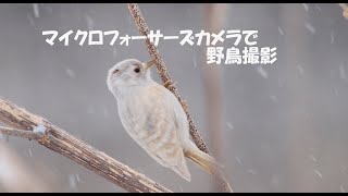 マイクロフォーサーズカメラで撮影した野鳥写真