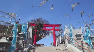 ２０２１年４月１２日八戸蕪島（蕪嶋神社階段付近風景）