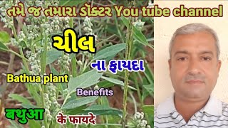 ચીલ ના અગણિત ફાયદા | |बथुआ के फायदे |Bathua benefits|chenopodium plant benefits