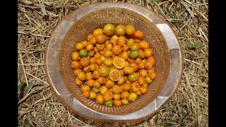 Guabiroba de folhas crespas (Campomanesia reitziana)