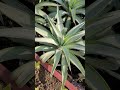 agave americana an extremely beautiful plant @shampy s garden shorts