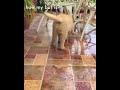 sassy golden retriever puppy shows off his ✨butt✨