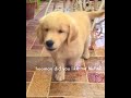 sassy golden retriever puppy shows off his ✨butt✨