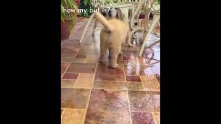 Sassy golden retriever puppy shows off his ✨butt✨