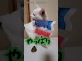 のらこば　こどもの日【 shorts】2021