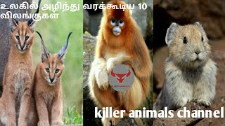 #killeranimals# உலகில் அழிந்து வரும் 10 விலங்குகள் || very rarest animals in the world.