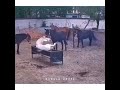 funny two horse war😂😳 جنگ خنده دار دو اسب😳😂 horse animals funny war cavalo خنده حصان جنگ اسب