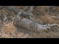 safarilive sunset safari august 28 2018