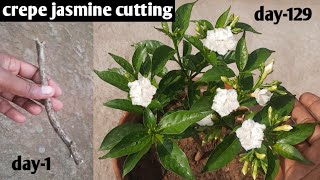 How To Grow Crepe Jasmine From Cutting | Tagar Plant | Chandni Plant