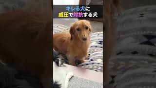 キレる犬に威圧で対抗する犬