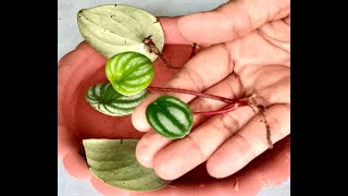Pepperomia Watermelon:How To Propagate
