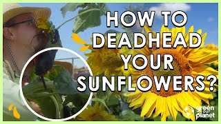 Deadhead Your Sunflowers