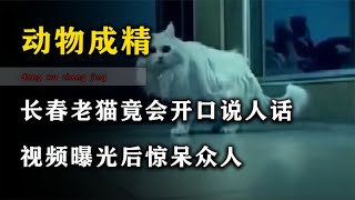 长春老太称家猫会开口说人话，遭到邻居嘲笑，看到录像后毛骨悚然