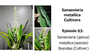 Sansevieria metallica Brendies / Rafika Duri - Sansevieria metallica Cultivars Episode 03