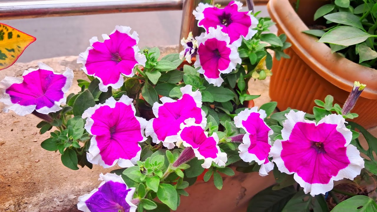 Maximize Petunia Bloom: 5 Expert Tips For Winter Flowers #gardening # ...