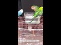 مشهد جميل لاستحمام طيور الحب💦lovebirds are swimming⛲