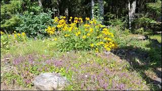 Perhosia ja hyönteisiä.#flowers #butterfly #yellow