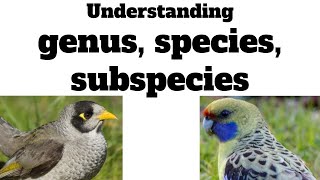 understanding genus, species, subspecies  |   a lesson in animal taxonomy