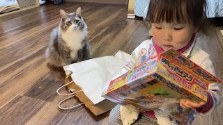 クリスマスプレゼントの紙袋を欲しがる猫　ノルウェージャンフォレスト　ラガマフィンA cat who wants a paper bag for Christmas gifts.