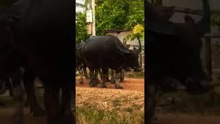 ក្របីនៅទីនេះធំៗណាស់🐃🐃🐃🐃🐃