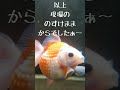 【わたしは、金魚ブリーダーになりたいのすけmama】～②金魚の難しさ編～