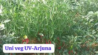 #Univeg #అర్జున#viralvideo యూని వెజ్ వారి UV - అర్జున 20/11/2023 ఈరోజు ఫీల్డ్ UV - అర్జున