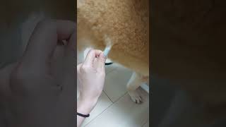 【第１弾】換毛期の柴犬の毛をスポスポ取るだけの動画🐶 #柴犬 #換毛期