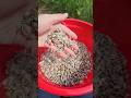 How to harvest sunflower seeds! EASY step by step! #gardening #shorts #sunflowerseeds #organic