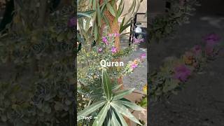 Quran to Hindi translate part 20￼